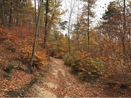 Couleur d'automne dans le Forez Couleur d'automne dans le Forez