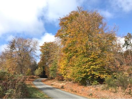 Couleur d'automne dans le Forez Couleur d'automne dans le Forez