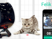 Felik, jouet intelligent pour chat