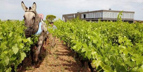 Les Vignes du Domaine de Scamandre