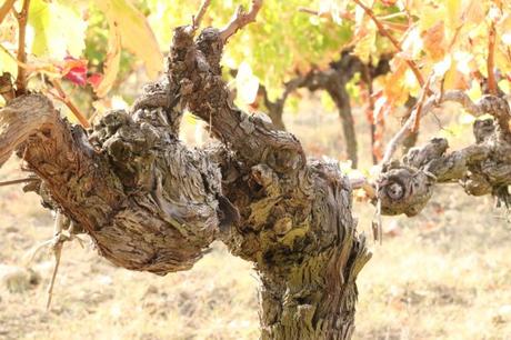 Vignes Costières de Nîmes 
