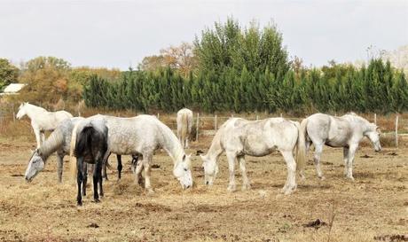 Chevaux de Camargue