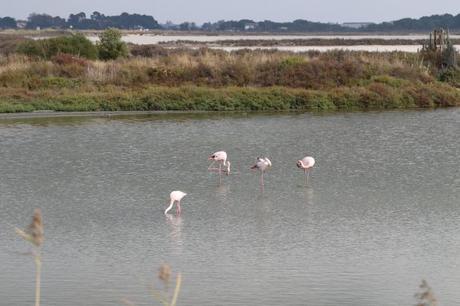 Les flamands roses de Camargue : vous saurez pourquoi les flamands sont roses uniquement en profitant de cette balade au cœur du terroir