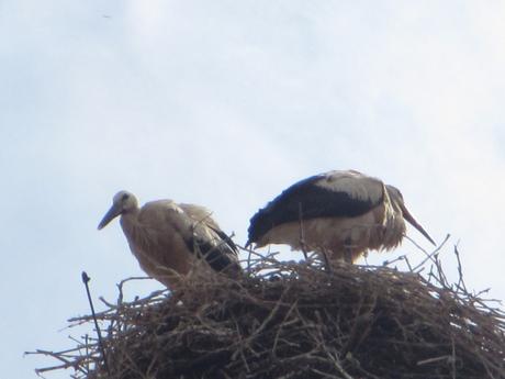 La France - Eguisheim - 3