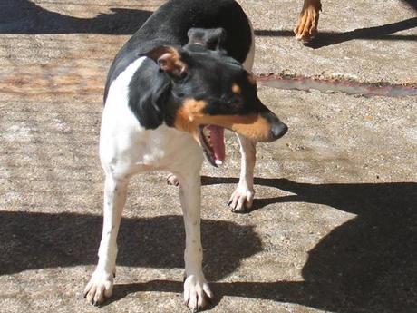 P. Blacky chien Bodeguero d'Espagne à peine 2 ans à adopter à l'association sos chiens galgos