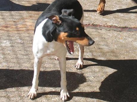 P. Blacky chien Bodeguero d'Espagne à peine 2 ans à adopter à l'association sos chiens galgos P. Blacky chien Bodeguero d'Espagne à peine 2 ans à adopter à l'association sos chiens galgos