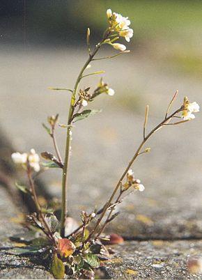 290px-Arabidopsis_thaliana.jpg