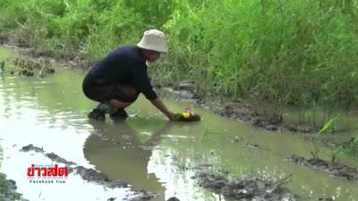 Mae Rim/ Chiang mai, le Loy Krathon de la colére (vidéo) Mae Rim/ Chiang mai, le Loy Krathon de la colére (vidéo)