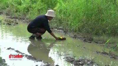 Mae Rim/ Chiang mai, le Loy Krathon de la colére (vidéo)