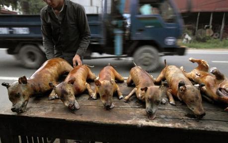 vietnam en profondeur - manger du chien