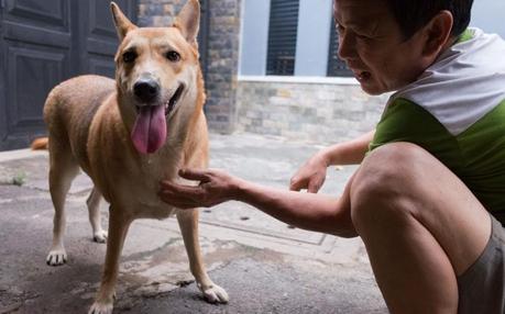vietnam en profondeur - manger du chien 