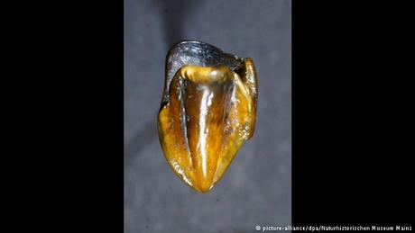 La découverte de dents fossilisées en Allemagne pourrait réécrire l'histoire de l'homme