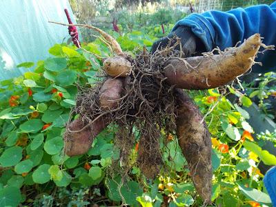 La récolte de poire de terre