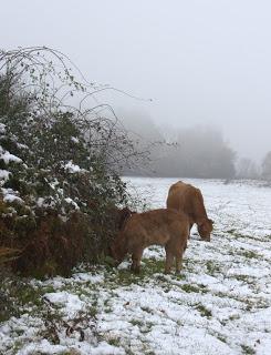 Triste neige