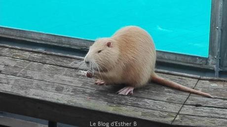 Pass Alsace : visites illimitées en famille Pass Alsace : visites illimitées en famille