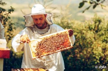 Une nouvelle année catastrophique pour l'apiculture