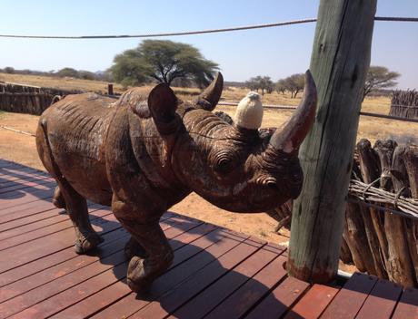 Namibia – rhino