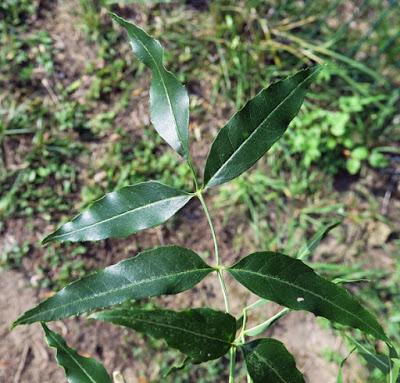 Frêne à feuilles étroites (Fraxinus angustifolia)
