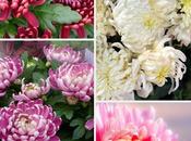 fleurs mois novembre