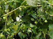 petit tour dans serre novembre 2017