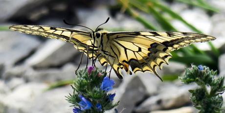 Machaon (Papilio machaon)