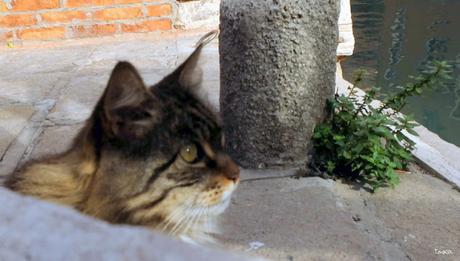Les chats de Venise