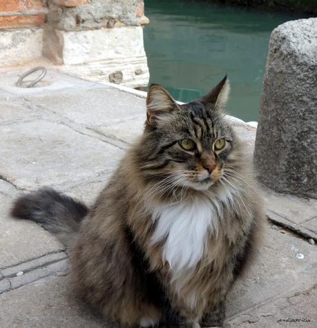 Les chats de Venise