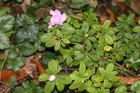 2 rhododendron obtusum veneux 14 oct 2017 011.jpg