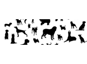 Pourquoi n'avez-vous chien