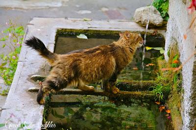 Le chat à la fontaine