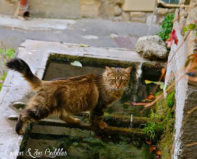 Le chat à la fontaine