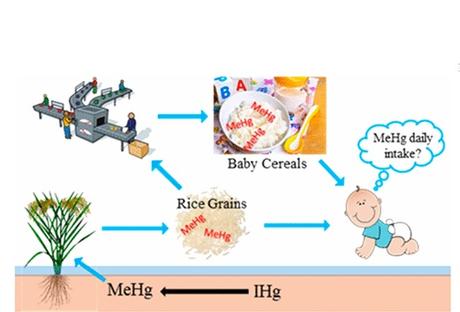 RIZ et préparations pour nourrissons : Des concentrations parfois élevées de méthylmercure