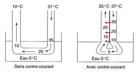 Système d'échange de chaleur à contre-courant