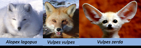 Différentes espèces de renards