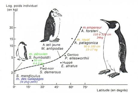 Forme des espèces de manchots en fonction de leur répartition géographique