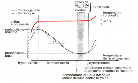 Thermorégulation chez les endothermes
