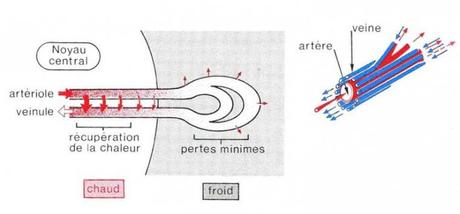 Système d'échange de chaleur à contre-courant dans des appendices