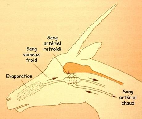 Système d'échange de chaleur à contre courant