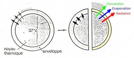 Adaptation physiologique à un milieu trop chaud