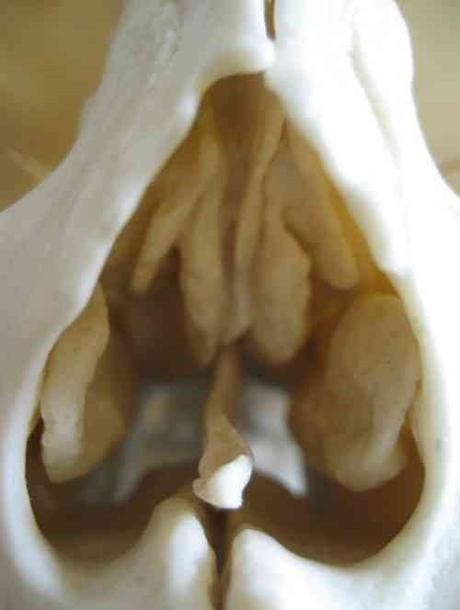 Cornets nasaux humains