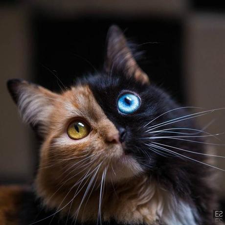 Quimera, le chat « double-face » aussi rare que magnifique Quimera, le chat « double-face » aussi rare que magnifique