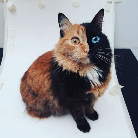 Quimera, le chat « double-face » aussi rare que magnifique Quimera, le chat « double-face » aussi rare que magnifique