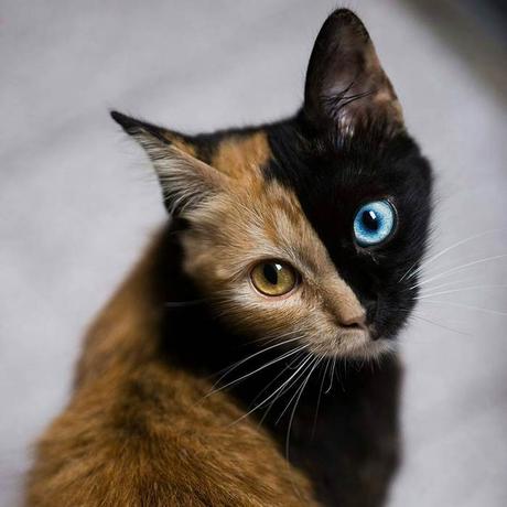 Quimera, le chat « double-face » aussi rare que magnifique Quimera, le chat « double-face » aussi rare que magnifique