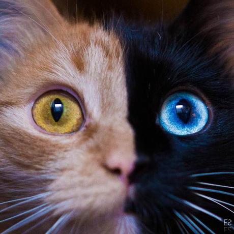 Quimera, le chat « double-face » aussi rare que magnifique Quimera, le chat « double-face » aussi rare que magnifique