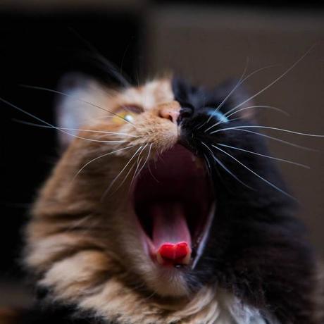 Quimera, le chat « double-face » aussi rare que magnifique Quimera, le chat « double-face » aussi rare que magnifique