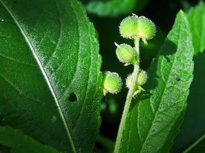 Mercuriale pérenne (Merculiaris perennis)