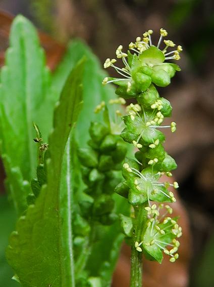 Mercuriale pérenne (Merculiaris perennis)