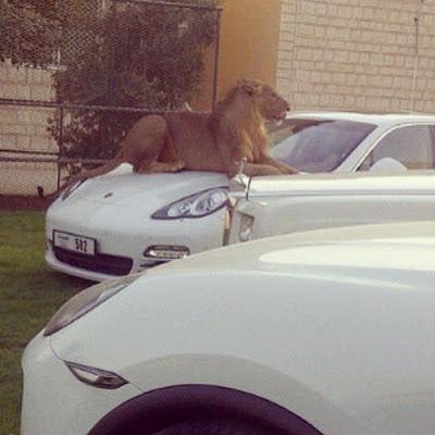 25 photos qui montrent la richesse incroyable des gens à Dubaï !