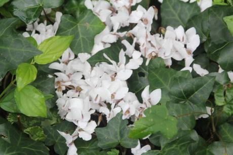 2 cyclamen hederfolium veneux 10 sept 2017 013.jpg