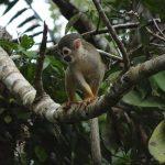 Explorer la jungle Amazonienne en Équateur Explorer la jungle Amazonienne en Équateur